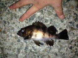 福良湾でのメバリング、昨日は活性が悪かった