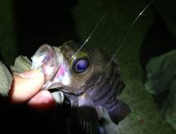 福良港周辺メバリング、縦の動きのリアクショ…