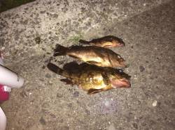 神谷漁港、ルアーでメバル・ガシラ