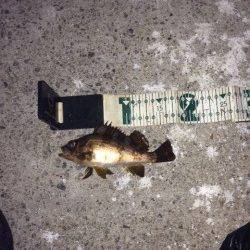 泉南エリアでのメバルの釣果