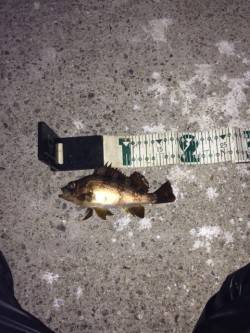 泉南エリアでのメバルの釣果