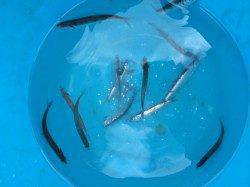 マリーナシティ、サビキでベラ・ガシラ・豆イワシ・イワシ