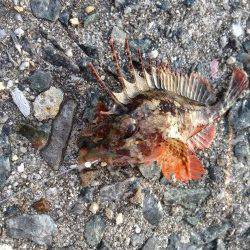 塩屋海岸の投げ釣り状況