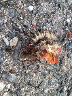 塩屋海岸の投げ釣り状況