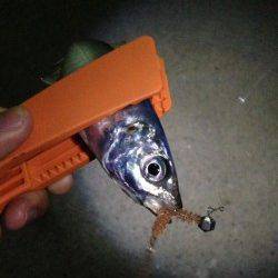 田辺周辺をランガンアジング　アジ増えてきています