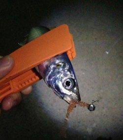 田辺周辺をランガンアジング　アジ増えてきています