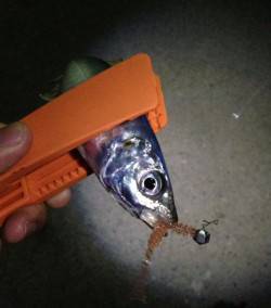 田辺周辺をランガンアジング　アジ増えてきて…