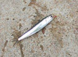 芳養漁港でのサビキ釣り、マイワシの釣果