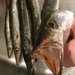 すさみ港、ビックカマス連発!カマス独特アタリ…たまりません!!