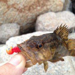 朝マズメの芦屋浜石畳でタケノコメバル、ワームで穴釣り