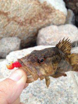 朝マズメの芦屋浜石畳でタケノコメバル、ワームで穴釣り