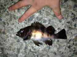 淡路島西浦でメバリング〜潮が動きだしてから…