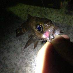 福良港周辺でメバリング、わかりにくいアタリでした