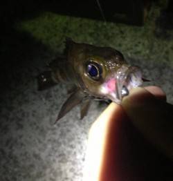 福良港周辺でメバリング、わかりにくいアタリ…