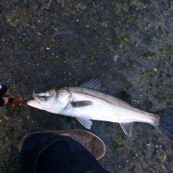 石津川河川でシーバス〜ボイルしまくりでした！！