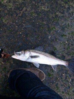 石津川河川でシーバス〜ボイルしまくりでした！！