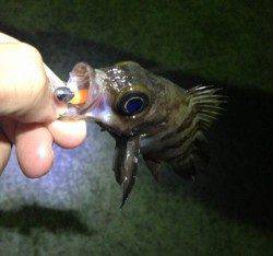 福良湾　前日に続いてのメバリング釣行