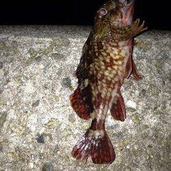 マイクロワインドだけで攻めるもメバルには会えず、明石港でガシラ釣果