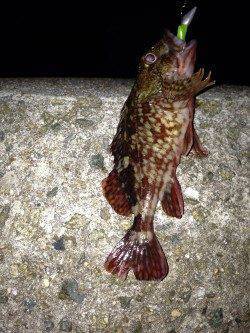 マイクロワインドだけで攻めるもメバルには会えず、明石港でガシラ釣果