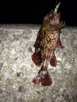 マイクロワインドだけで攻めるもメバルには会…