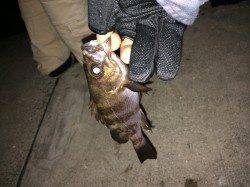 神戸空港のメバルはキレイです！