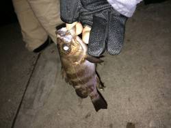 神戸空港のメバルはキレイです！ 