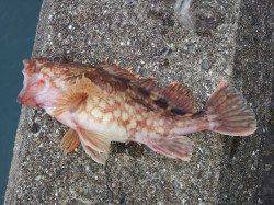 北港魚つり公園にてカケアガリ付近を丹念に探りガシラ