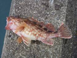 北港魚つり公園にてカケアガリ付近を丹念に探…