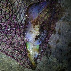 富田川河口周辺で日中のヤエン釣り〜1.1kgのアオリイカ！