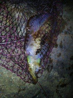 富田川河口周辺で日中のヤエン釣り〜1.1kgのアオリイカ！