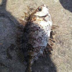 南紀へフカセ釣行〜アイゴ15匹