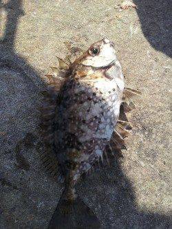 南紀へフカセ釣行〜アイゴ15匹