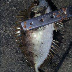 南紀へフカセ釣行〜アイゴ15匹