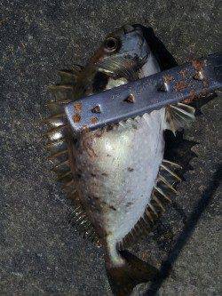 南紀へフカセ釣行〜アイゴ15匹