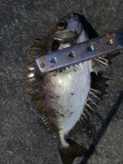 南紀へフカセ釣行〜アイゴ15匹