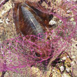 富田川河口周辺で日中のヤエン釣り〜1.1kgのアオリイカ！