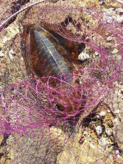 富田川河口周辺で日中のヤエン釣り〜1.1kgのアオリイカ！