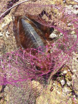 富田川河口周辺で日中のヤエン釣り〜1.1k…