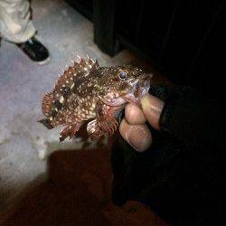 神戸空港のメバルはキレイです！