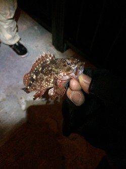 神戸空港のメバルはキレイです！