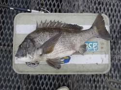 カゴぶっこみで年なしチヌ！ in とっとパ…