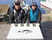 黒島の磯でチヌ釣果、エギでアカイカも