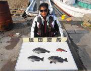 【16日】鷹島のカンドリでのグレ釣果