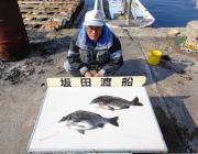 黒島の磯 良型チヌ7枚の釣果