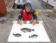 鷹島のカンドリのグレ・チヌ釣果