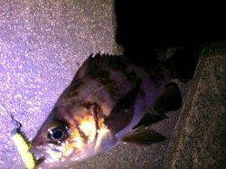 強めの風の中なんとかメバルの釣果 in 明石港