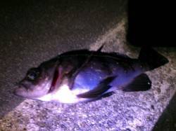 強めの風の中なんとかメバルの釣果 in 明…