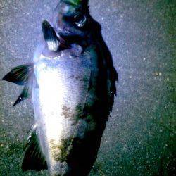 気軽に立ち寄れる明石港でメバリング