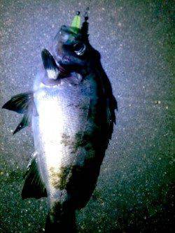 気軽に立ち寄れる明石港でメバリング