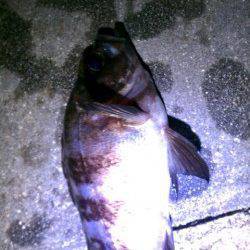 気軽に立ち寄れる明石港でメバリング